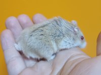 Yavru Hamster Gonzales