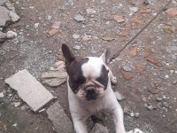 2 yaşında dişi french bulldog