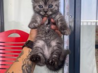 BRİTİSH SHORTHAİR GÜZELLİKLER YENİ YUVALARINI ARIYOR
