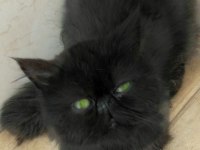 Tamamen baby face suratlı kaliteli ve sağlıklı yavru kedimiz