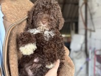 Minyatür Poodle Uygun