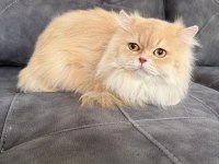 British Longhair Erkek