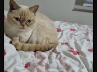 3 yaşında british shorthair