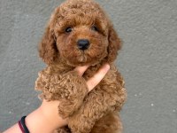 Yavru Toy Poodle Köpeklerimiz