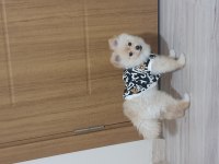5 Aylik Secereli Egitimli Pomeranian Boo