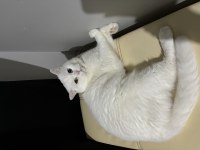 Beyaz mavi gözlü british shorthair oğluma yuva
