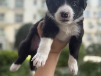 Zeki ve sevimli Border Collie yavrular