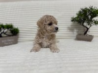 Tr en uygunu poodle bebekler