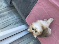 2 aylık british longhair