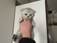 Sağlıklı Anne Yanından Scottish Fold Bebekler