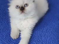 Teslime Hazır Mükemmel Bir Scottish Fold