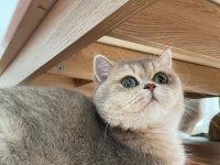 British shorthair şecereli dişi kedimiz