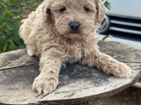 Konya içi teslim maltipoo yavrular
