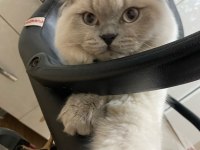 7 aylık scottish fold