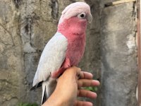 EVCİL GÜL KAKADU PAPAĞANI