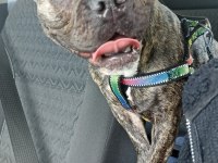 French bulldog köpeğime eş arıyorum
