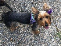 Yavru yorkshire terrier 6 aylık