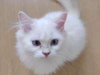 Mavi Gözlü Safkan British Longhair Yavrular