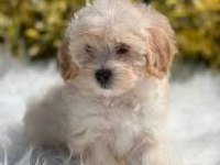A KALİTE MALTİPOO YAVRULAR