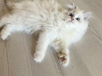 Ragdoll bebek kedimiz