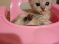 Scottish Fold sahiplendirme