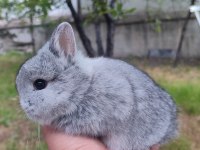Cüce Tavşan (Netharlend dwarf)