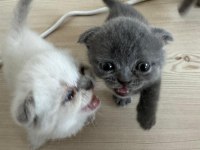 Scottish fold kediler