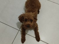 Acil Toy Poodle