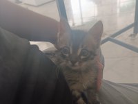 Tekir 1.5 aylık kedimiz