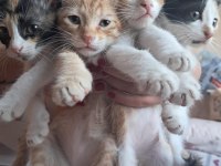 Minik Kedilere Ömürlük Yuva Arıyoruz