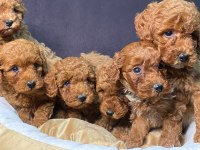 Ruhsatlı çiftliğimiz burkemden yılbaşı şekeri poodle