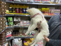 Pomeranian Spitz 4.5 Aylık