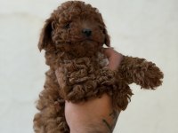 Erkek ve dişi kg garantili toy poodle bebekler
