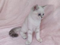 Safkan British Shorthair