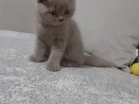 Bu tatlı minnoş kedimize yuva olmak istermisiniz