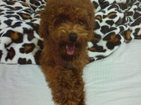 Acil Toy Poodle İstanbul Anadolu Yakası