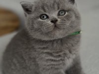 Kadife tüylü gri british shorthair