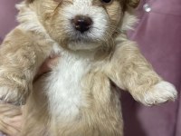 Maltipoo şekerleri yeni yuvasını arıyor