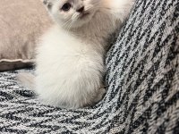 4 dişi scottish fold yuvasını bekliyor