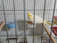 Sahibini bekliyorlar sultan papağanı