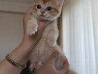 Golden british shorthair bebekler