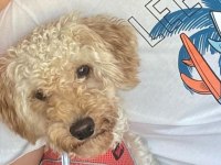Orijinal Toy Poodle