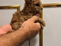 Toy poodle yavrularimiz