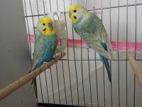 Orjinal bilezikli damızlık rainbow muhabbet takım