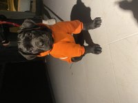Mükemmel genetik 2.5 aylık cane corso