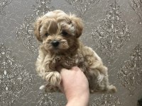 Kore Maltipoo Yavrular