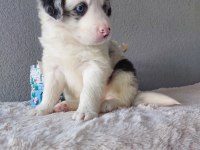 Border Collie Merle Yavrularımız