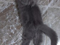 6 scottish fold yavru