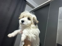 Morkie yavrum 2bucuk aylık