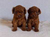 2 aylık Kore Toy Poodle